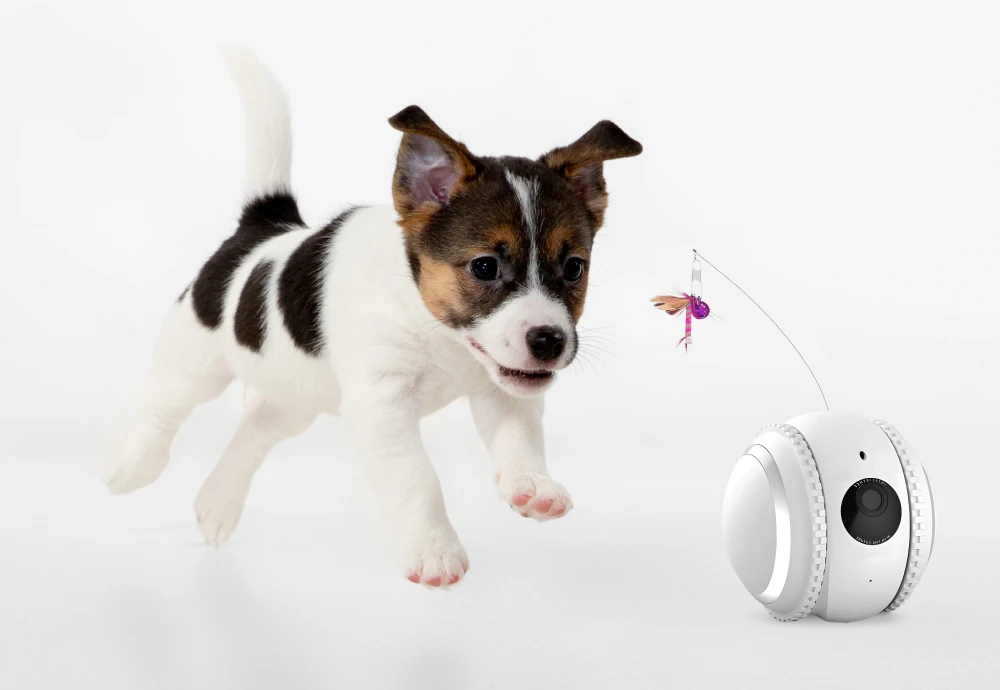 best indoor camera to watch pets